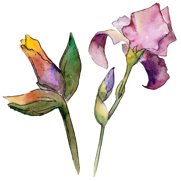 Цветок радужной оболочки в акварельном стиле изолирован . — стоковое фото
