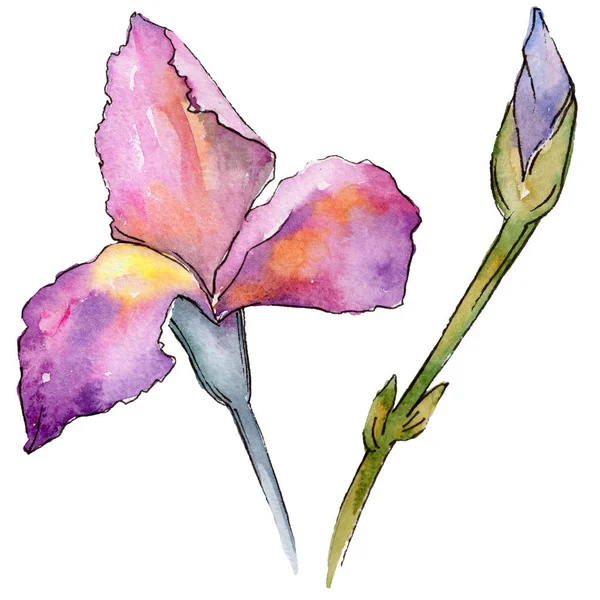 Flor de íris de flores silvestres em um estilo aquarela isolado . — Fotografia de Stock