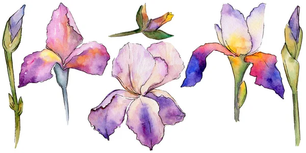 Flor de iris de flor silvestre en un estilo de acuarela aislado . —  Fotos de Stock