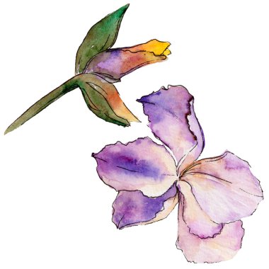 Kır çiçeği Iris çiçek izole bir suluboya tarzında.