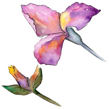 Kır çiçeği Iris çiçek izole bir suluboya tarzında.