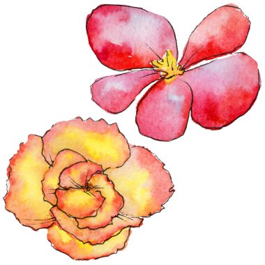 Kır çiçeği begonia çiçek izole bir suluboya tarzında.