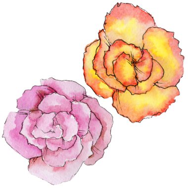 Kır çiçeği begonia çiçek izole bir suluboya tarzında.