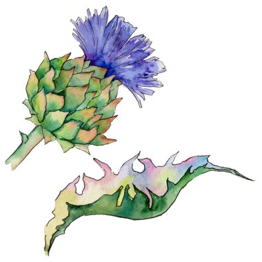 Kır çiçeği thistle çiçek izole bir suluboya tarzında.