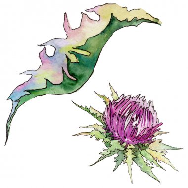 Kır çiçeği thistle çiçek izole bir suluboya tarzında.