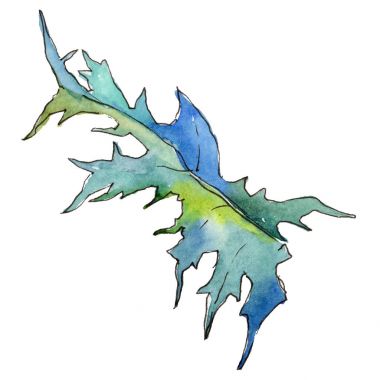 Kır çiçeği thistle çiçek izole bir suluboya tarzında.