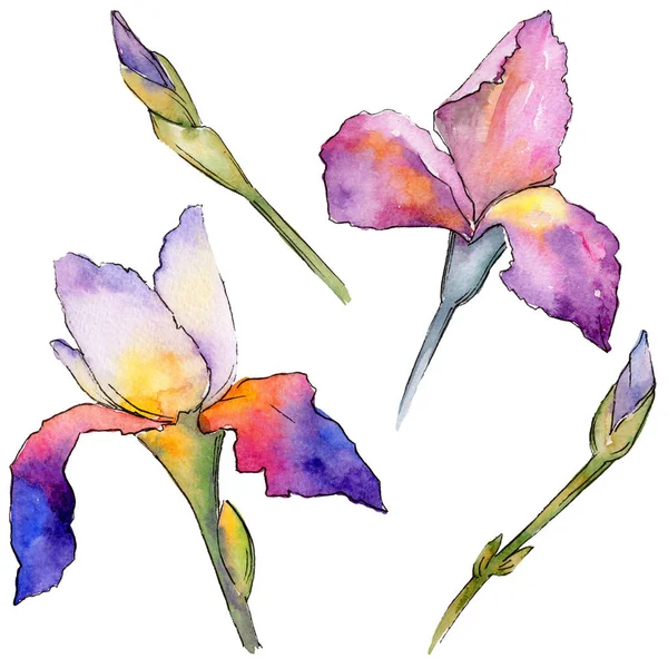 Flor de íris de flores silvestres em um estilo aquarela isolado . — Fotografia de Stock