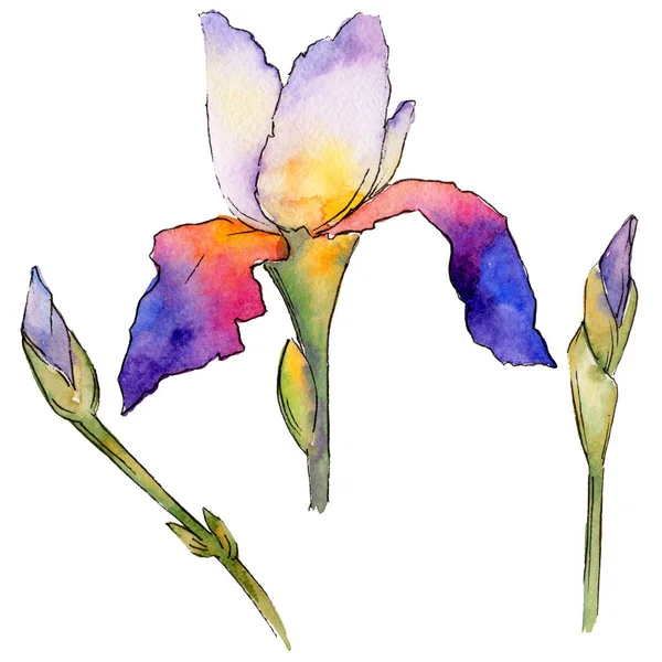 Fiore di iris Wildflower in uno stile ad acquerello isolato . — Foto Stock