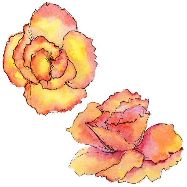 Wildflower begonia flower in a watercolor style isolated. — Stock Photo, Image