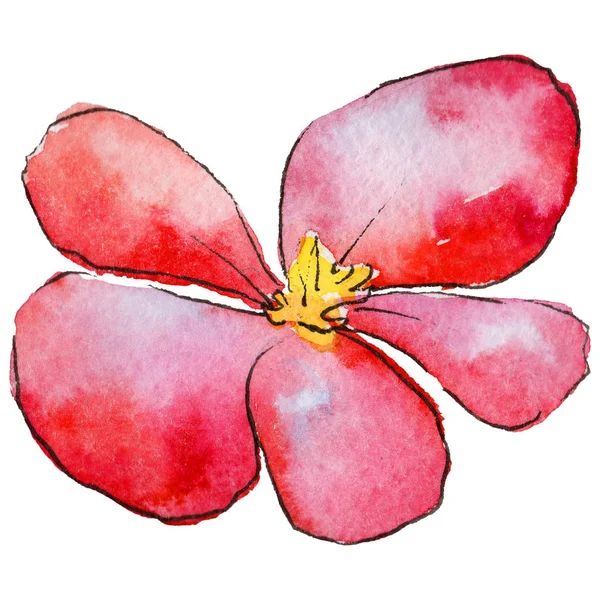 Fleur de bégonia sauvage dans un style aquarelle isolé . — Photo