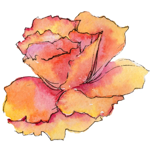 Wildflower begonia bloem in een aquarel stijl geïsoleerd. — Stockfoto