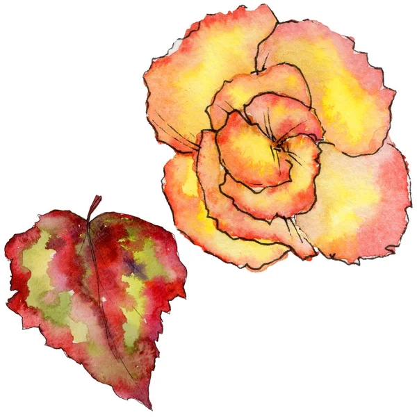 Wildflower begonia bloem in een aquarel stijl geïsoleerd. — Stockfoto