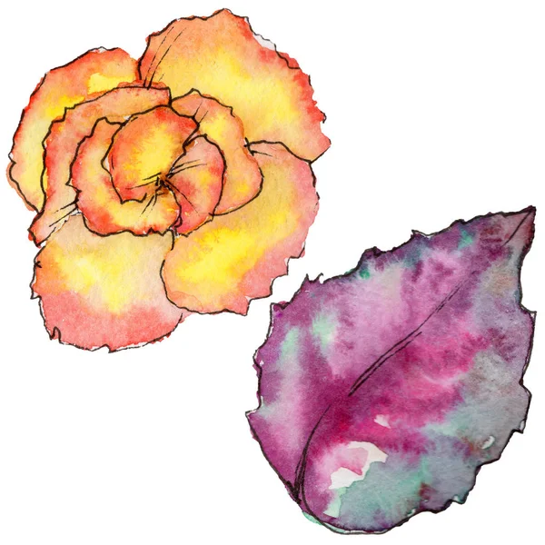 Wildflower begonia bloem in een aquarel stijl geïsoleerd. — Stockfoto