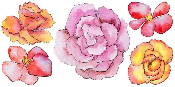 Fleur de bégonia sauvage dans un style aquarelle isolé . — Photo