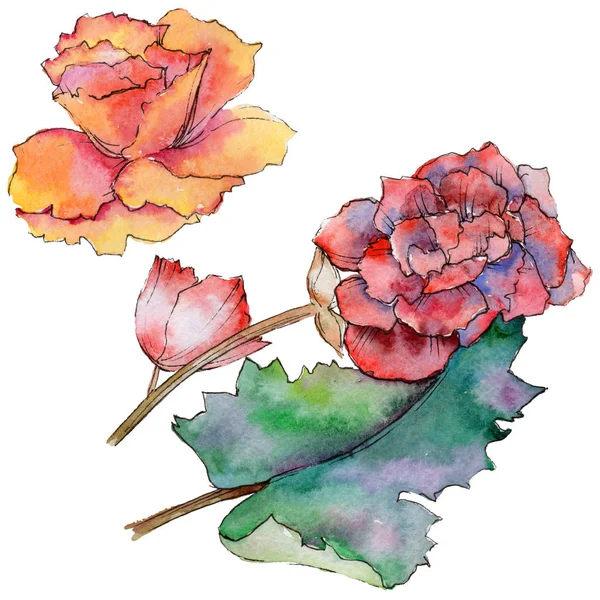 Fiore di begonia fiore in stile acquerello isolato . — Foto Stock