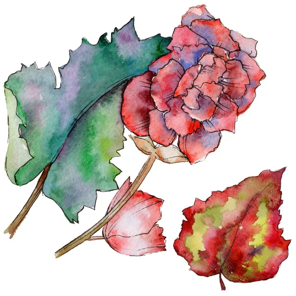 Bunga liar begonia bunga dalam gaya cat air terisolasi . — Stok Foto