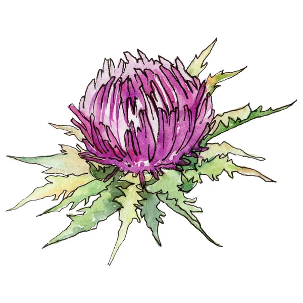 Wildflower bodlák květina ve stylu akvarelu, samostatný. — Stock fotografie