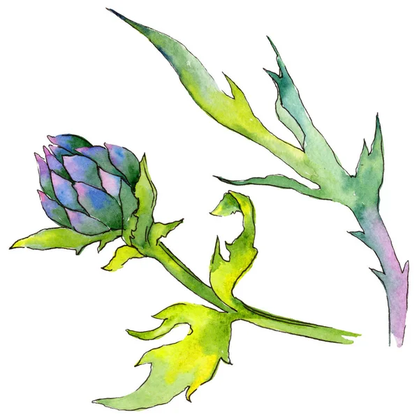 Wildflower tistel blomma i akvarell stil isolerade. — Stockfoto