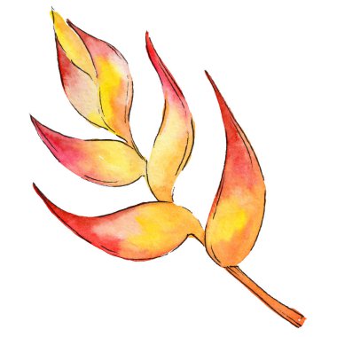 Bir suluboya tarzında izole tropikal bitki yaprakları.