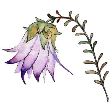 Bir suluboya tarzında izole tropikal bitki yaprakları.