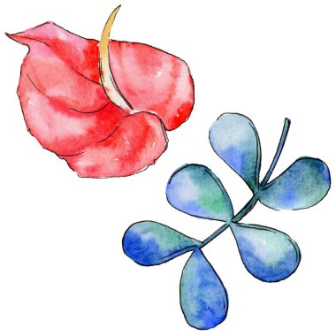 Bir suluboya tarzında izole tropikal bitki yaprakları.