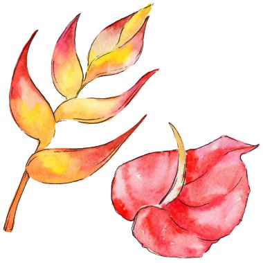 Bir suluboya tarzında izole tropikal bitki yaprakları.