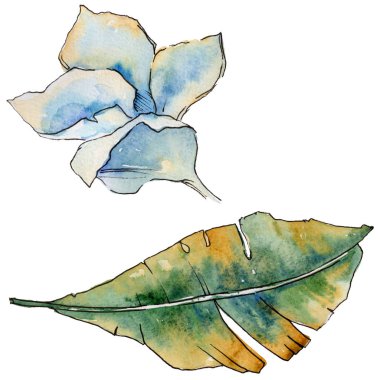 Bir suluboya tarzında izole tropikal bitki yaprakları.
