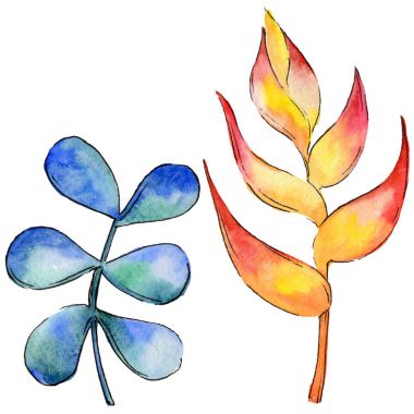 Bir suluboya tarzında izole tropikal bitki yaprakları.