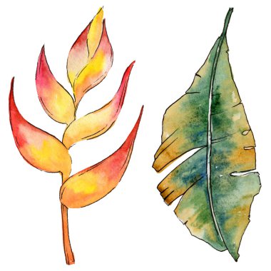 Bir suluboya tarzında izole tropikal bitki yaprakları.