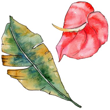 Bir suluboya tarzında izole tropikal bitki yaprakları.