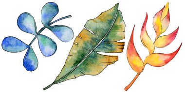 Bir suluboya tarzında izole tropikal bitki yaprakları.