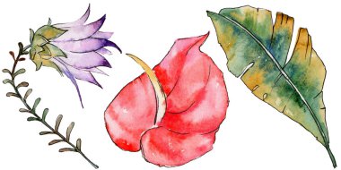 Bir suluboya tarzında izole tropikal bitki yaprakları.