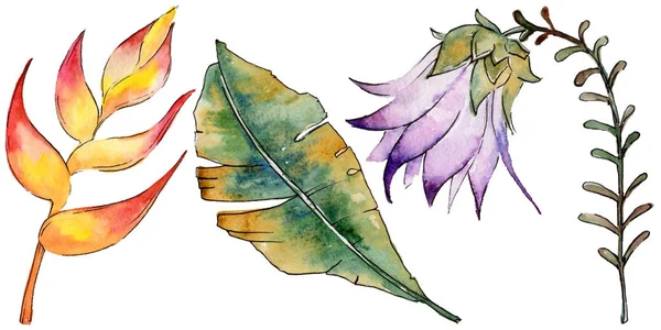 Bir suluboya tarzında izole tropikal bitki yaprakları.