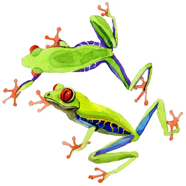 Egzotyczne żaba red-eyed w stylu przypominającym akwarele na białym tle. — Zdjęcie stockowe