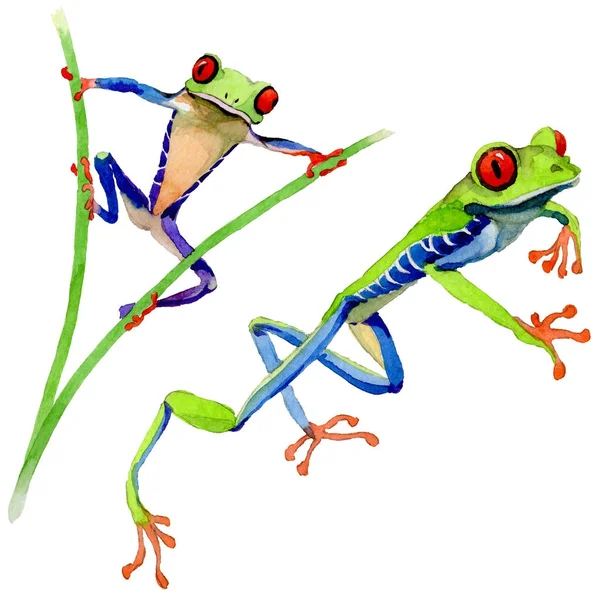 Zarudlé oči ve stylu akvarelu izolované exotické žába. — Stock fotografie