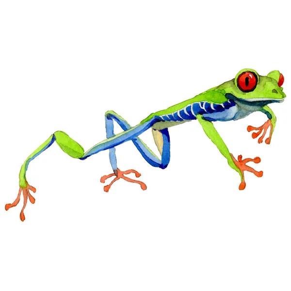 Exotischer Frosch rotäugig in einem Aquarell-Stil isoliert. — Stockfoto