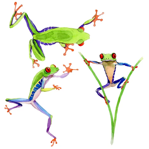 Zarudlé oči ve stylu akvarelu izolované exotické žába. — Stock fotografie