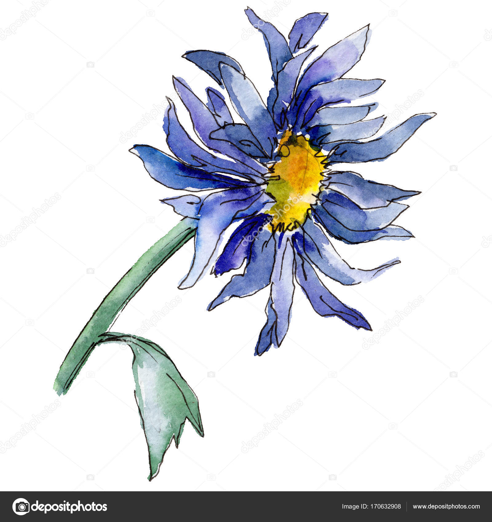 Wildflower Aster Flower In A Watercolor Style Isolated Stock Photo C Mystocks 170632908,Chicken Breast Calories