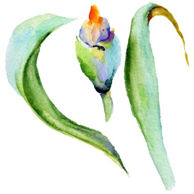 Kır çiçeği Iris çiçek izole bir suluboya tarzında.