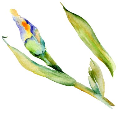 Kır çiçeği Iris çiçek izole bir suluboya tarzında bırakır..