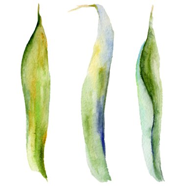 Kır çiçeği Iris çiçek izole bir suluboya tarzında bırakır..