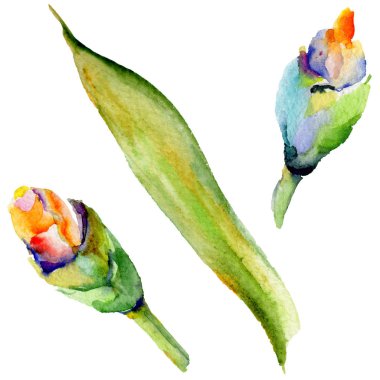 Kır çiçeği Iris çiçek izole bir suluboya tarzında.