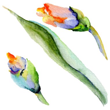 Kır çiçeği Iris çiçek izole bir suluboya tarzında.