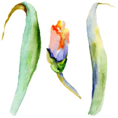 Kır çiçeği Iris çiçek izole bir suluboya tarzında.