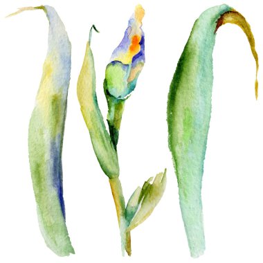 Kır çiçeği Iris çiçek izole bir suluboya tarzında.