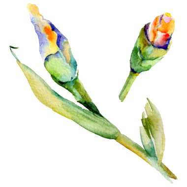 Kır çiçeği Iris çiçek izole bir suluboya tarzında.