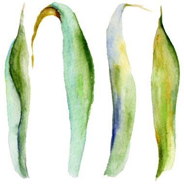 Kır çiçeği Iris çiçek izole bir suluboya tarzında bırakır..