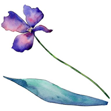 Kır çiçeği Lale çiçek izole bir suluboya tarzında.