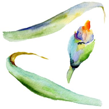 Kır çiçeği Iris çiçek izole bir suluboya tarzında.