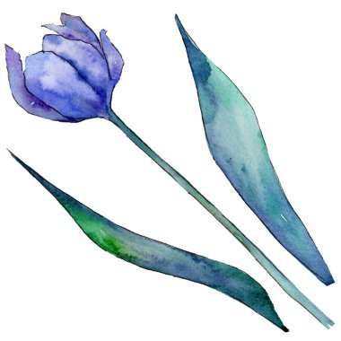 Kır çiçeği Lale çiçek izole bir suluboya tarzında.